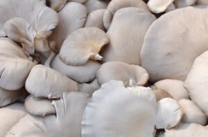 Mantar Yemek Prostat Kanseri Riskini Azaltıyor...