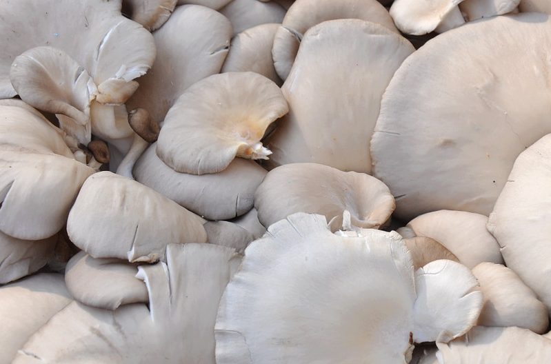 Mantar Yemek Prostat Kanseri Riskini Azaltıyor...