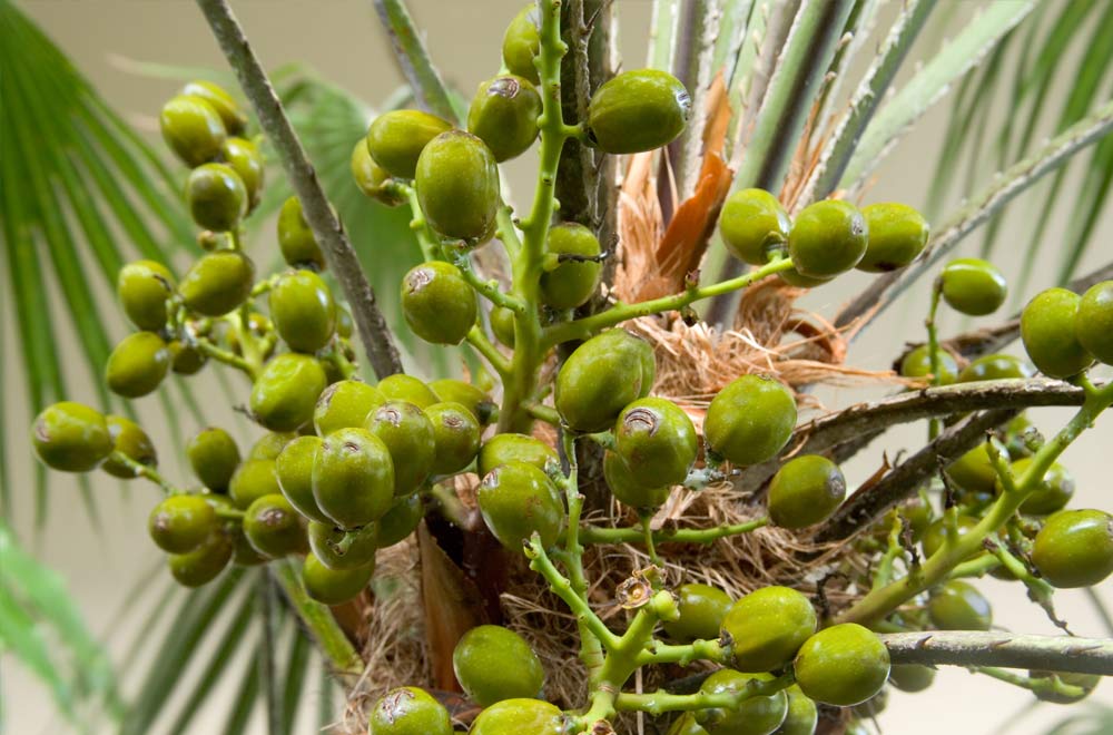 Prostat Hastalığında Bitkisel Tedavi